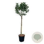 Syringa v. 'Katherine Havemeyer' 90 cm stam 15L