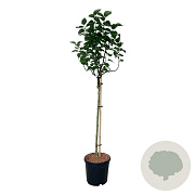 Syringa v. 'Lila Wonder' 90 cm stam 15L