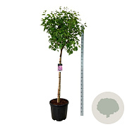 Syringa v. 'Sensation' 120 cm stam cont. 55L extra