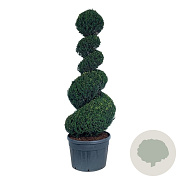 Taxus baccata 200-225 cm cont. 180L spiraal