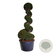 Taxus baccata 200-225 cm cont. 230L spiraal