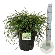 Thuja pl. 'Whipcord' 50-60 cm 15L