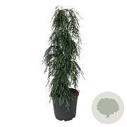 Tsuga can. 'Cole's Prostrate' 125-150 cm 30L extra
