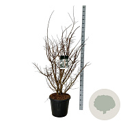 Ulmus minor suberosa 100-125 cm 30L extra