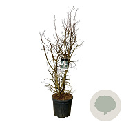 Ulmus minor suberosa 150-175 cm cont. 55L extra