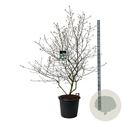 Viburnum burkwoodii 150-175 cm cont. 55L extra