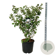 Viburnum carlcephalum 125-150 cm cont. 55L extra