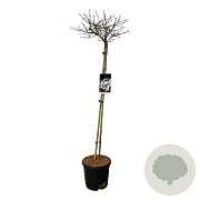 Viburnum plic. 'Watanabe' 120 cm stam 15L