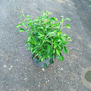 Hedera hel. 'Arborescens' 50-60 cm 10L
