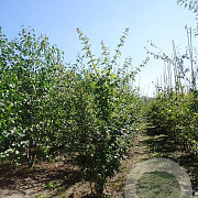 Acer campestre 175-200 cm draadkluit meerstammig