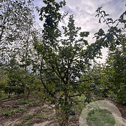 Acer campestre 250-300 cm draadkluit meerstammig