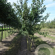 Acer campestre 250-300 cm draadkluit meerstammig