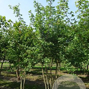 Acer campestre 300-350 cm draadkluit meerstammig