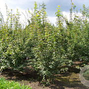 Acer campestre 400-450 cm draadkluit meerstammig