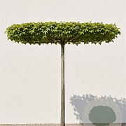 Acer campestre 'Elsrijk' 12-14 cm draadkluit dakvorm