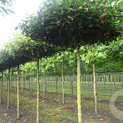 Acer campestre 'Elsrijk' 14-16 cm draadkluit dakvorm