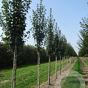 Acer campestre 'Lienco' 10-12 HO draadkluit