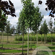 Acer freemanii 'Armstrong Two' 10-12 HO draadkluit