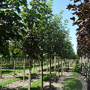 Acer pseudoplatanus 14-16 HO draadkluit