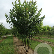 Acer rubrum 250-300 cm draadkluit meerstammig