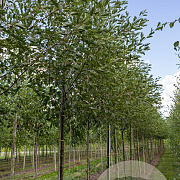 Alnus glutinosa 'Laciniata' 18-20 HO draadkluit