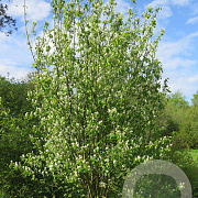Amelanchier alnifolia 250-300 cm draadkluit meerstammig