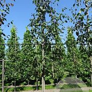 Amelanchier 'Ballerina' 10-12 cm draadkluit geveerd