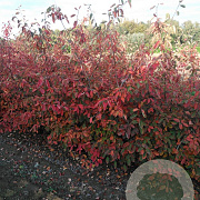 Amelanchier lamarckii 175-200 cm draadkluit meerstammig solitair