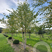 Betula nigra 600-700 cm draadkluit meerstammig