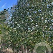 Betula pendula 500-600 cm draadkluit meerstammig