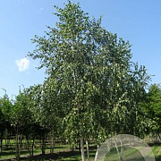 Betula pendula 500-600 cm draadkluit meerstammig