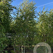Betula pubescens 500-600 cm draadkluit meerstammig