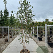 Betula utilis 'Doorenbos' 250-300 cm draadkluit meerstammig
