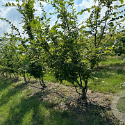 Carpinus betulus 400-450 cm draadkluit meerstammig
