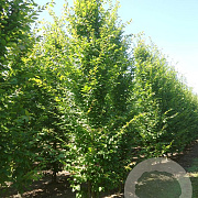 Carpinus bet. 'Frans Fontaine' 16-18 cm draadkluit geveerd