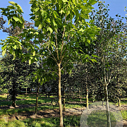 Catalpa bignonioides 20-25 HO draadkluit
