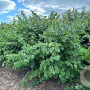 Cercis canadensis 200-250 cm draadkluit meerstammig