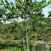 Cercis canadensis 350-400 cm draadkluit meerstammig