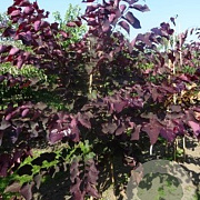 Cercis can. 'Forest Pansy' 200-250 cm draadkluit meerstammig