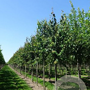 Cercidiphyllum japonicum 16-18 HO draadkluit