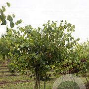 Cercis siliquastrum 175-200 cm draadkluit meerstammig