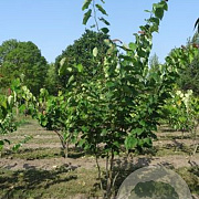 Cercis siliquastrum 250-300 cm draadkluit meerstammig