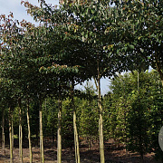 Cornus controversa 16-18 HO draadkluit