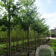 Cornus controversa 18-20 HO draadkluit