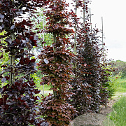 Fagus syl. 'Atropunicea' 10-12 cm draadkluit geveerd
