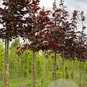 Fagus syl. 'Atropunicea' 10-12 HO draadkluit