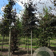 Fagus syl. 'Atropunicea' 18-20 HO draadkluit