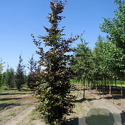 Fagus syl. 'Atropunicea' 20-25 cm draadkluit geveerd