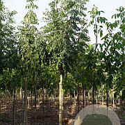 Fraxinus e. 'Westhof's Glorie' 12-14 HO draadkluit