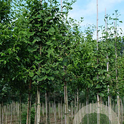 Ginkgo biloba 10-12 HO draadkluit